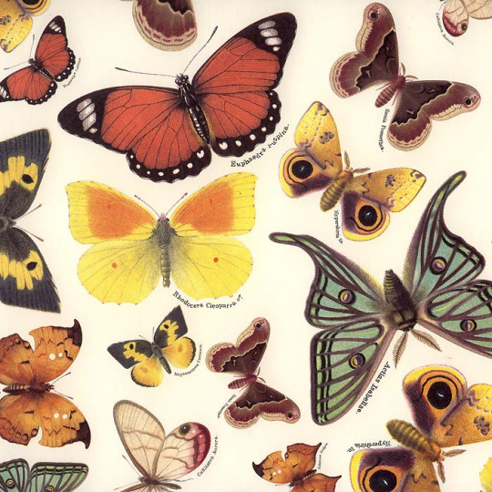Beautiful Butterflies Italian Paper ~ Tassotti